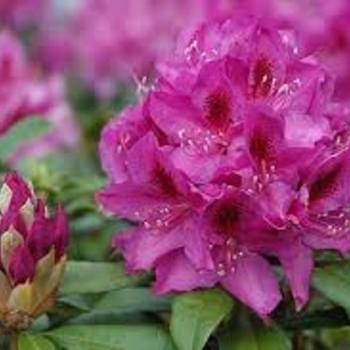 Rhododendron catawbiense 'Anah Kruschke' 