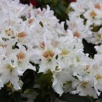 Rhododendron catawbiense 'Cunningham's White' 