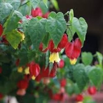 Abutilon megapotamicum