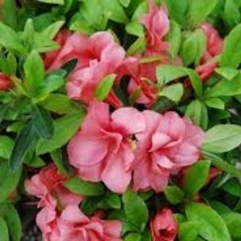 Rhododendron Gable hybrid 'Louise Gable' 