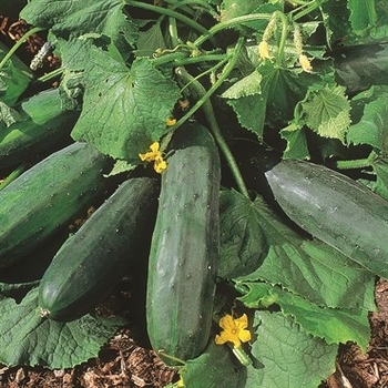 Cucumis sativus 'Burpless Supreme' 