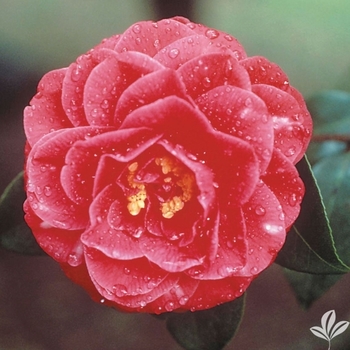 Camellia japonica 'Snow Chan' 