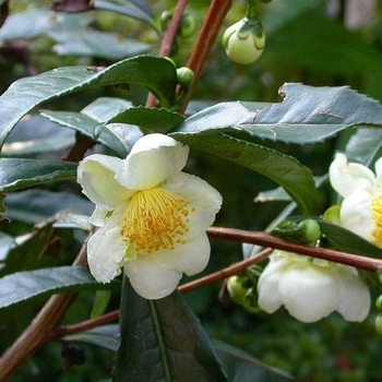 Camellia japonica 'Nuccio's Cameo' 