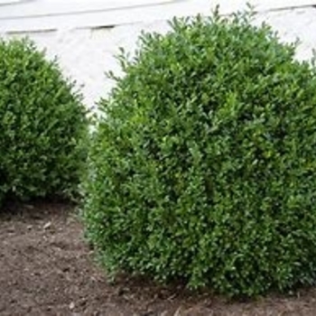 Buxus 'SB108' 