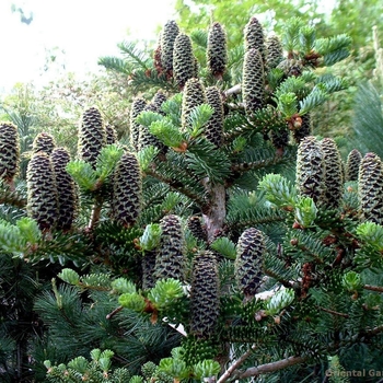 Abies koreana 'Silver Show' 