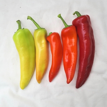 Capsicum annuum 'Hungarian Hot Wax' 