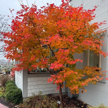 Acer x pseudosieboldianum 'IsINW' 