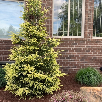 Picea glauca 'Mac's Gold' 