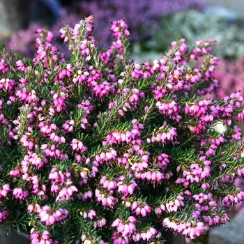 Erica x darleyensis 'Mediterranean Pink' 