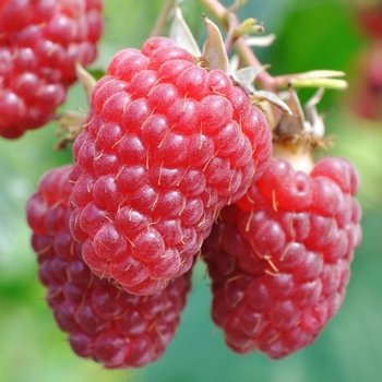 Rubus idaeus 'Tulameen' 