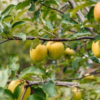 Malus domestica 'Ein Shemer' 