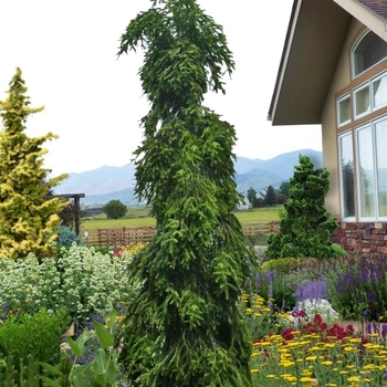 Abies alba 'Pendula' 