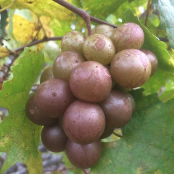 Vitis rotundiflora 'Carlos' 