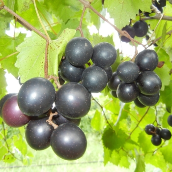 Vitis rotundifolia 'Cowart' 