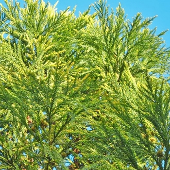 Cryptomeria japonica 'Barabits Gold' 