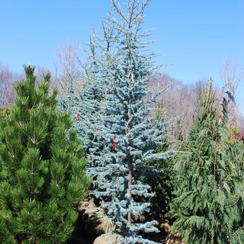 Cedrus atlantica 'Fastigiata' 