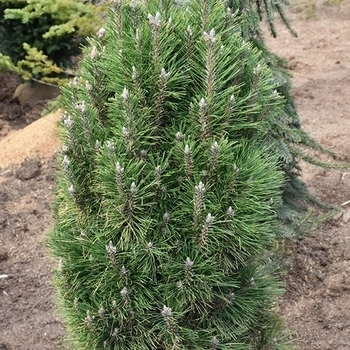 Pinus heldreichii (leucodermis) 'Emerald Arrow' 