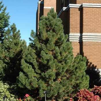 Pinus mugo 'Tannenbaum' 