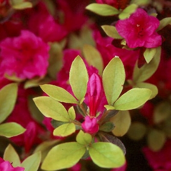 Rhododendron 'Girard's Purple' 