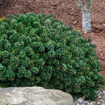 Abies koreana 'Cis' 