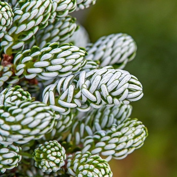 Abies koreana 'Ice Breaker' 