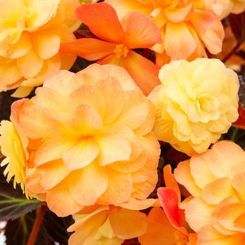 Begonia 