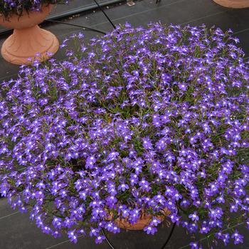 Lobelia Suntory® 'Trailing Blue with Eye' (281442)