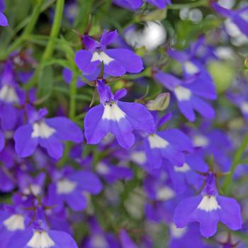 Lobelia Suntory® 'Trailing Blue with Eye' (281443)