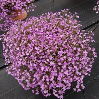 Lobelia Suntory® 'Trailing Pink' (281444)