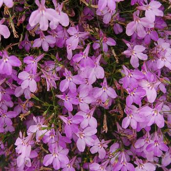 Lobelia Suntory® 'Trailing Pink' (281445)