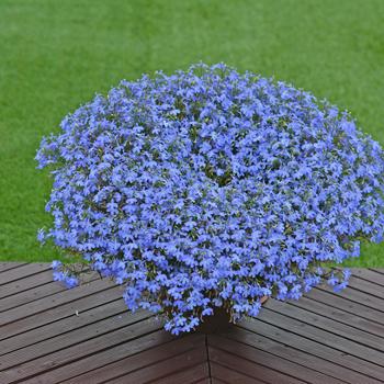 Lobelia Suntory® 'Trailing Sky Blue' (281446)