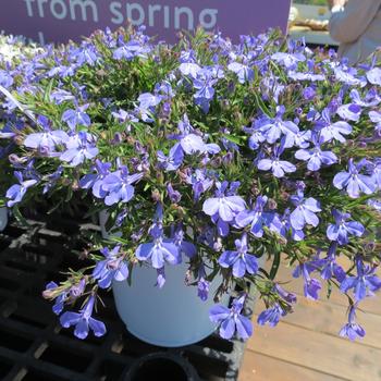 Lobelia Suntory® 'Trailing Sky Blue' (281447)