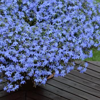 Lobelia Suntory® 'Trailing Sky Blue' (281448)