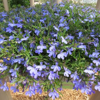 Lobelia Suntory® 'Trailing Sky Blue' (281449)