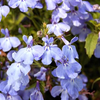 Lobelia Suntory® 'Trailing Sky Blue' (281450)