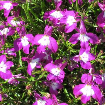 Lobelia Suntory® 'Trailing Purple with Eye' (281452)