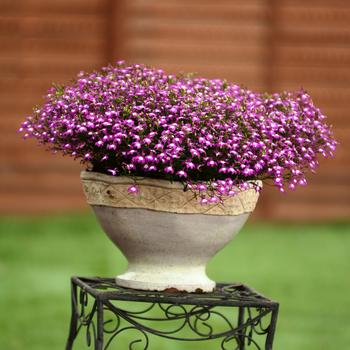 Lobelia Suntory® 'Trailing Purple with Eye' (281453)