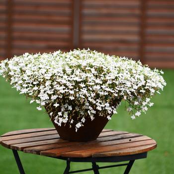 Lobelia Suntory® 'Trailing White' (281454)