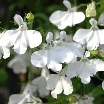 Lobelia 'Trailing White' 