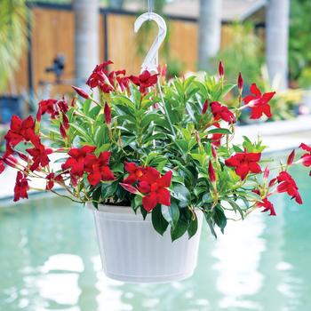 Mandevilla Sun Parasol® Garden '' (281461)