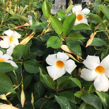 Mandevilla Sun Parasol® '' (281464)