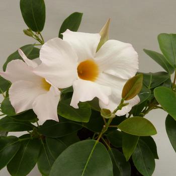 Mandevilla Sun Parasol® '' (281466)