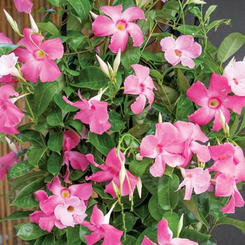 Mandevilla 