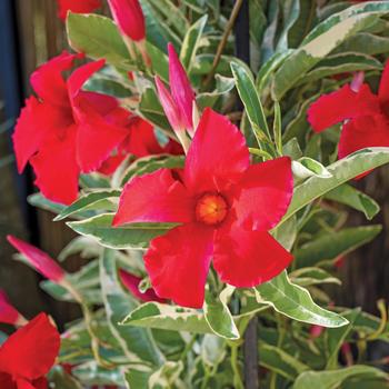 Mandevilla Sun Parasol® '' (281471)