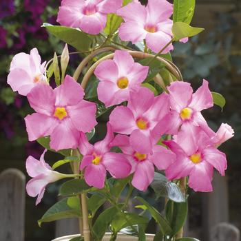 Mandevilla 'Sunmandecos' 