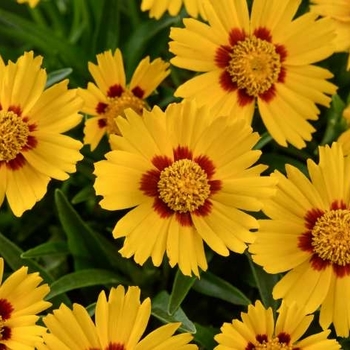 Coreopsis grandiflora 'Bright Touch' 