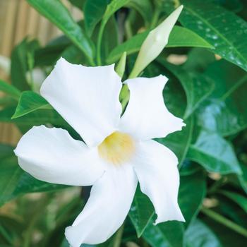 Mandevilla 'Sunmandeho' 