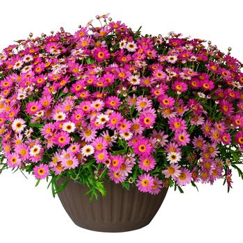 Argyranthemum frutescens Madeira™ '' (281586)