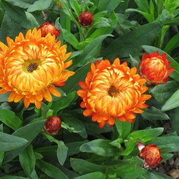 Bracteantha bracteata 'Granvia Harvest Orange' (281596)