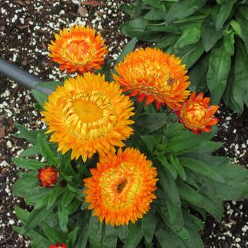 Bracteantha bracteata 'Granvia Harvest Orange' (281597)